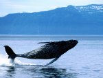 breaching humpback whale