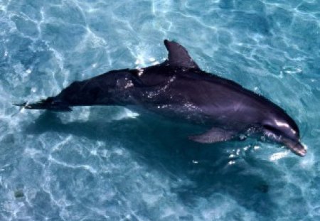 casual dolphin swim - dolphin, casual swim, clear water