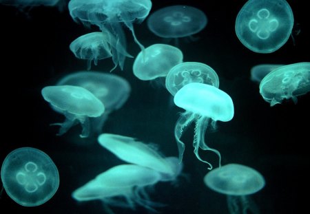 jellyfish - jellyfish clan, jellyfish, drifters