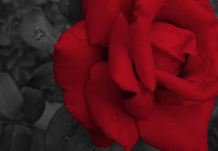 Red rose - flower, nature, rose