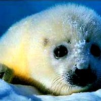 Baby Harp seal!!