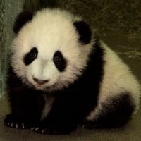 Baby Panda!!