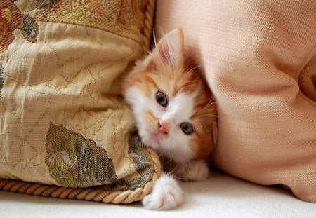 Peek A Boo - kitten, kitty, feline, cat