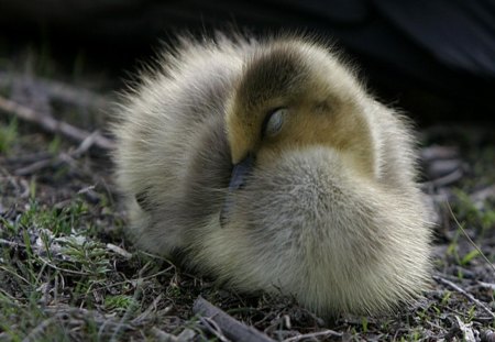 Snoozing - sleeping, duck