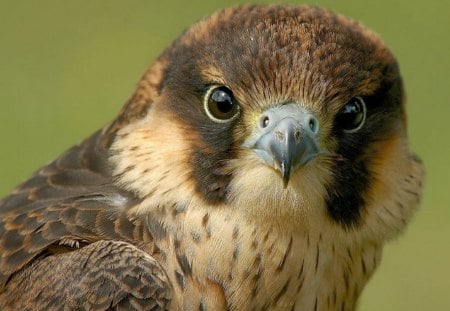 Here's Looking At You - eagle, bird of prey, falcon