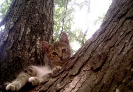 I'm NOT coming Down - cat, kitty, feline, tree, kitten