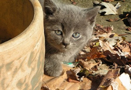 I'm Watching You - grey, cat, kitty, feline, gray, kitten