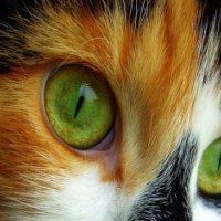 Green Eyed Kitty Lovely Kitty