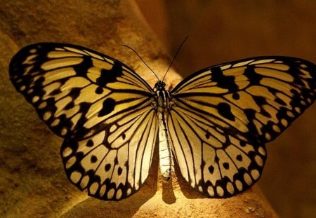 flutterby - butterfly, resting