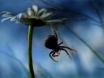 The Daisy and the Spider