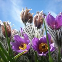 Purple Crocus