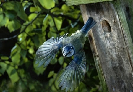 Back to work - nest, bird