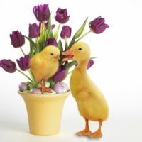 Cute-Ducks