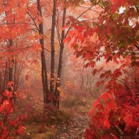 Red forest