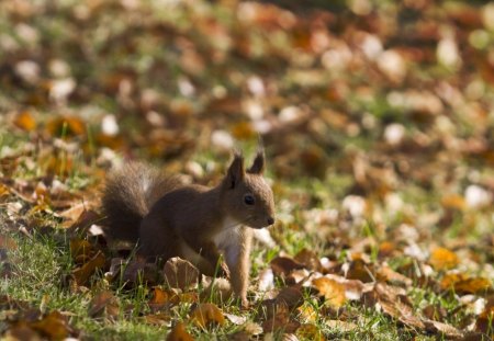 ESQUILO - animal, fauna, natureza, roedor