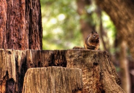 ESQUILO - animal, fauna, natureza, roedor