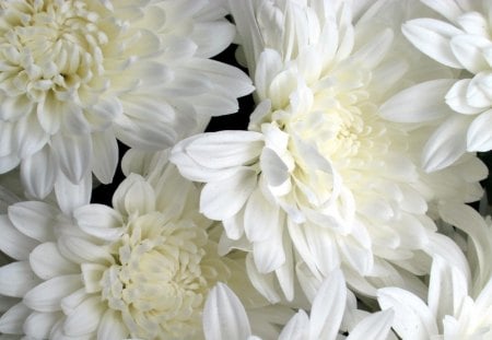 Bunch of White Flowers - pretty, shape, petals, flowers, white, center, nature, layers, bunch