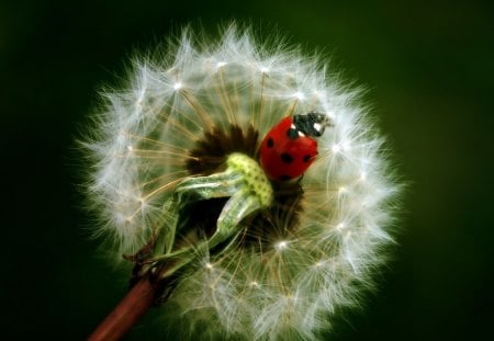 JOANINHA - inseto, animal, natureza, flor