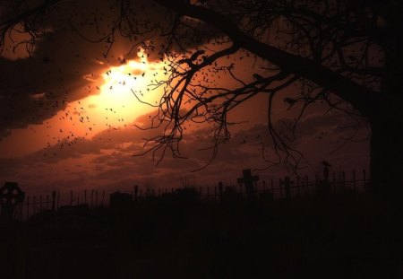 DARK_NIGHT - tree, clouds, birds, light