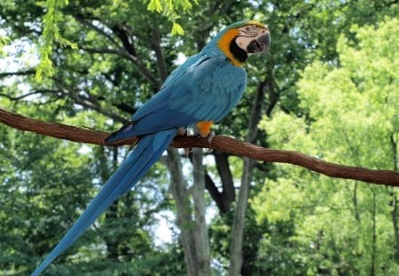 ARARA  AZUL - ave, animal, natureza, azul, passaro