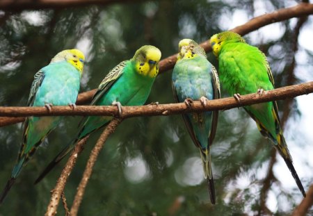 PIRIQUITOS - fauna, animal, ave, natureza, passaro