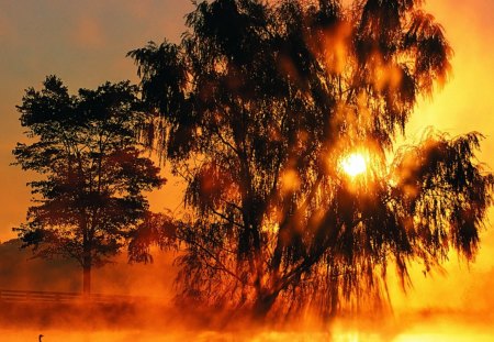 glorious sunset - tree, pond, mist, sunset