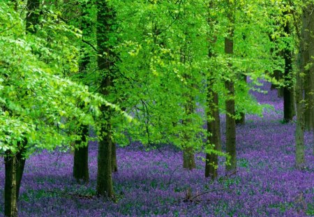 violet carpet in the forest - flowers, violet, forest, green