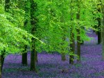 violet carpet in the forest