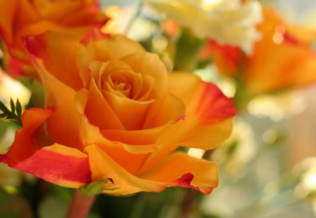 DELICATE ROSE - beauty, bouquets, roses, gardens, flowers, bicolours, plants