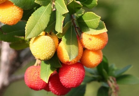 NATURES BOUNTY - branches, trees, orchards, ripe, litchis, fruit, seasons, leaves, colourful