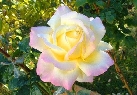 Flower of June - rose - white, flower, rose, pink, june, yellow, green