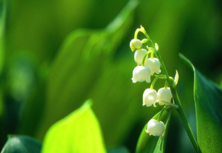 Flower of May - Lily of the valley - white, leaves, lily of the valley, may, flower