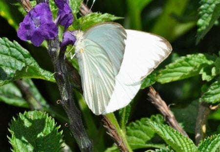 BORBOLETA - fauna, animal, natureza, inseto, flora, flor