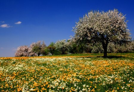 Beautiful nature - nature, tree, landscape, flower