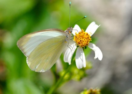 BORBOLETA - fauna, flora, inseto, flor, animal, natureza