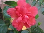 HIBISCUS