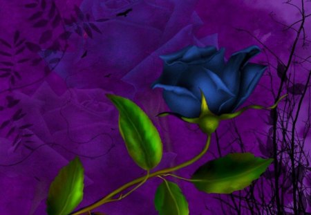 purple rose - flower, purple, blue, leaves