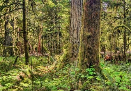 Cathedral Grove in Macmillan Provincial Park, Vancouver Island, Canada - forest, moss, brush, canada, leaves, limbs, brown, trunks, light, trees, nature, day, green