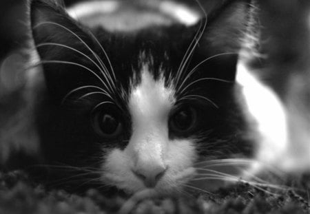 TC - animal, photography, eyes, black and white, cat