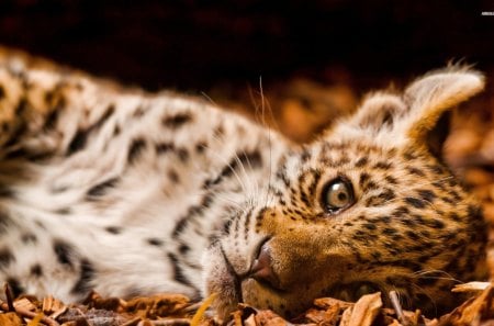 Leopard Cub - big cats, leopard, cubs, nature, jungle, cats, leopard cubs, animals, wildlife