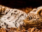 Leopard Cub