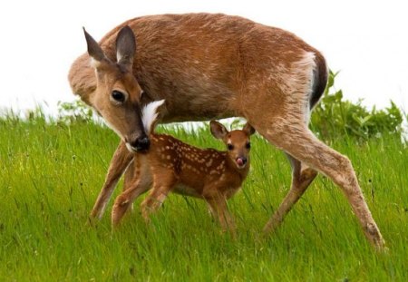 Doe and Fawn - nature, wildlife, buck, doe, fawn, deer, herd