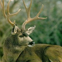 Mule Deer Lying Down