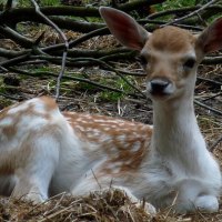 Beautiful Red Deer