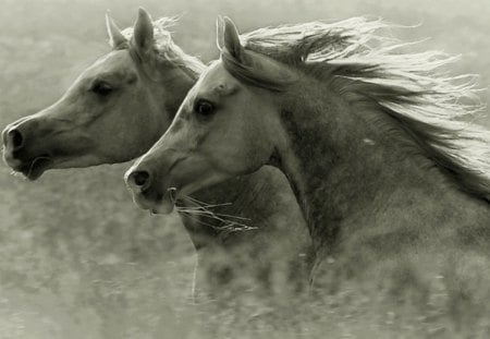 2 Horses - horses, nature, white horses, animals, pets