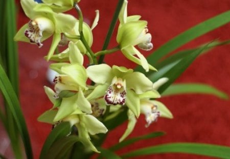 Green cymbidium - orchid, flower, nature, petal