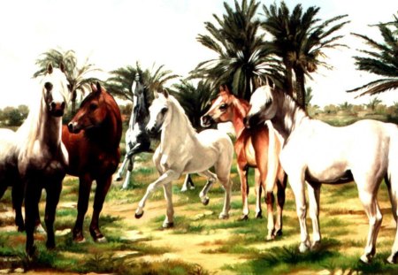 Horse Herd - horses, nature, wild horses, white horses, brown horses