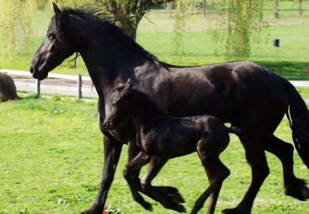 Friesian Horses - pony, nature, colt, filly, friesian, horse