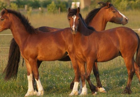 Horse Friends - horses, nature, animals, pets, ponies, filly, brown horses, colts