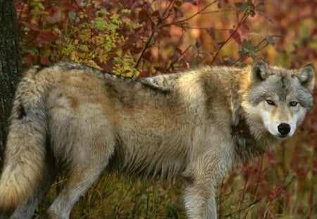 Wolf in Fall - nature, wildlife, wolves, fall, animals, seasons, grey wolves